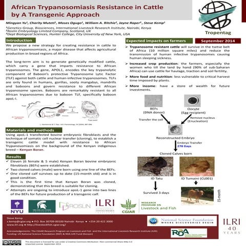African trypanosomiasis resistance in cattle by a transgenic approach