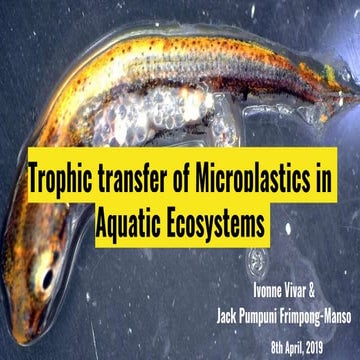 Trophic transfer of microplastics
