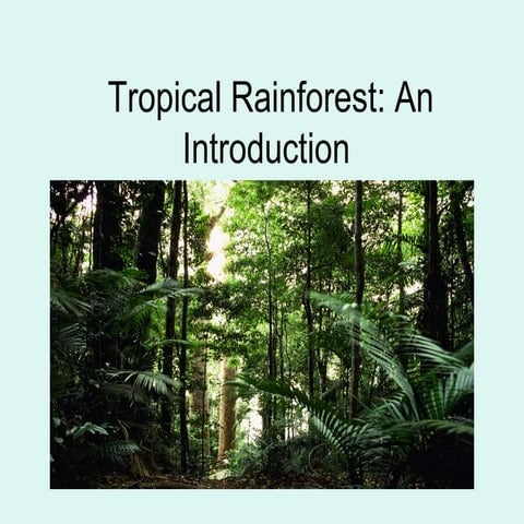 Tropical Rainforest