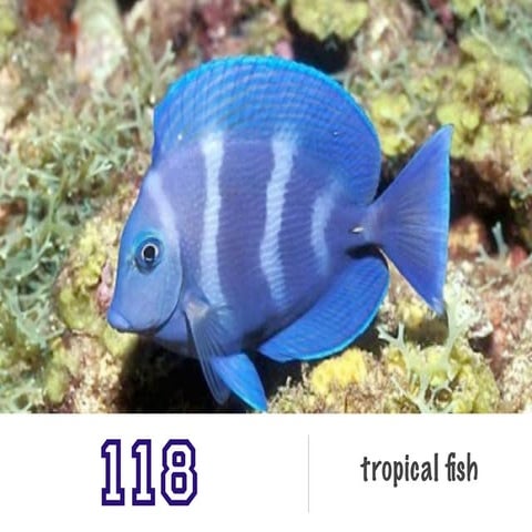 Tropical Fish