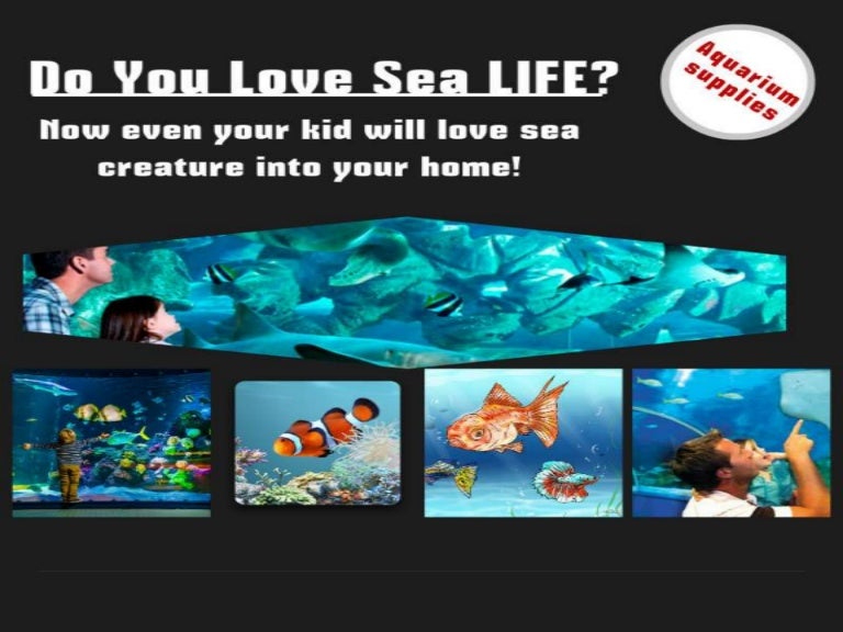 Do You Know Few Of Benefits of Keeping Fish Aquarium in Your Home?