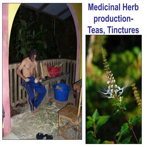 Tropical permaculture 2- cottage industries