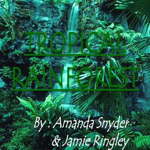 Tropical Rainforest(susquenita)