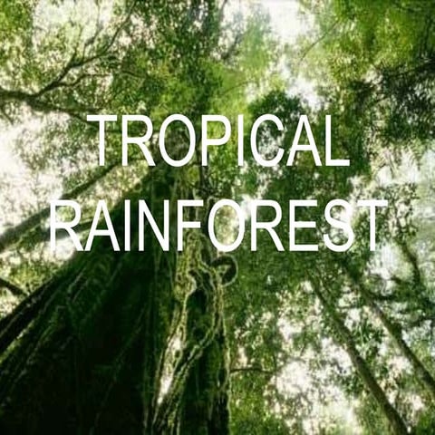 Tropical rainforest