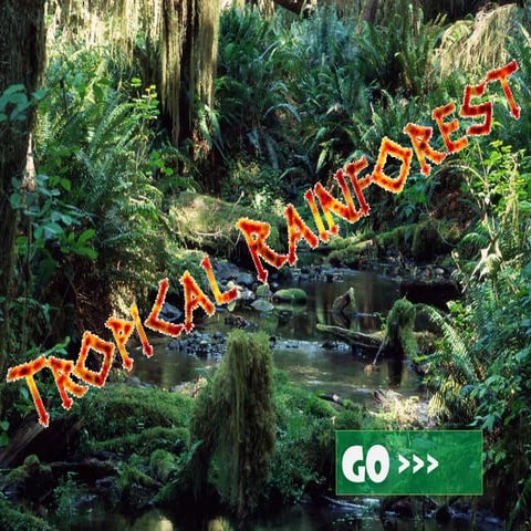 Tropical Rainforest Biome