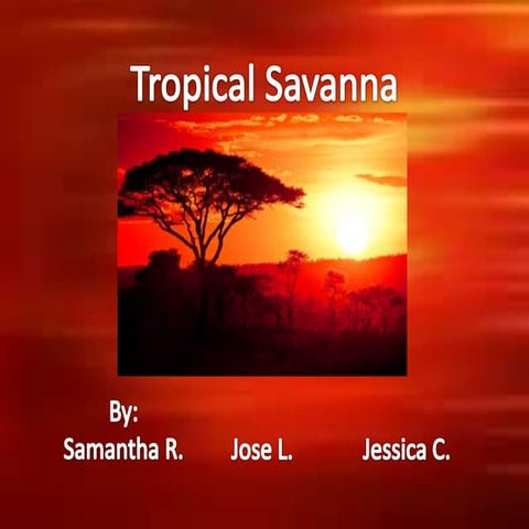 Tropical savanna