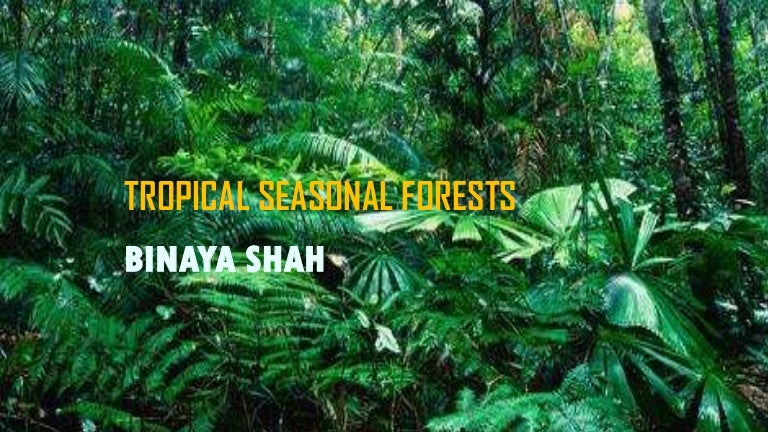 tropical seasonal forests tropical seasonal forest