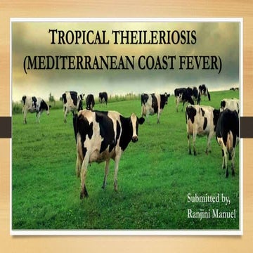 Tropical theileriosis or Mediterranean coast fever 
