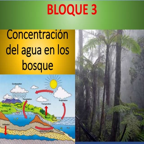 Tropismos y taxismos