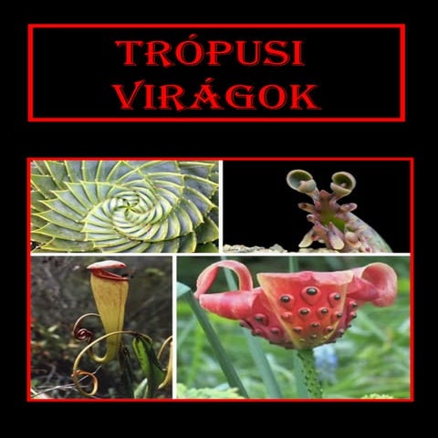 Tropusi viragok1