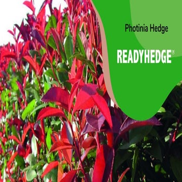 Troubleshooting Common Issues with Photinia Red Robin Plants.pdf