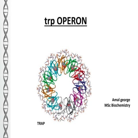 Trp operon