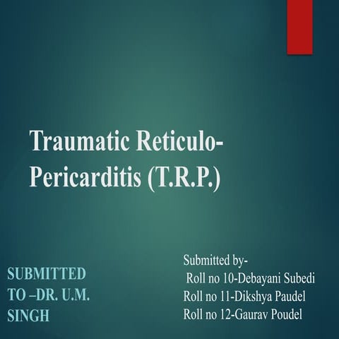 Comprehensive Overview of Traumatic Reticulopericarditis in Cattle ...