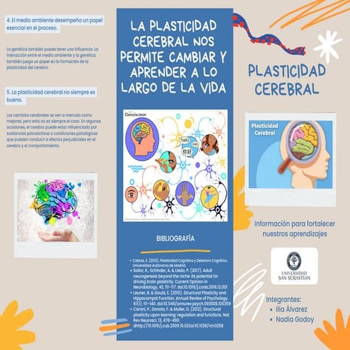 Tríptico Plasticidad cerebral .pdf