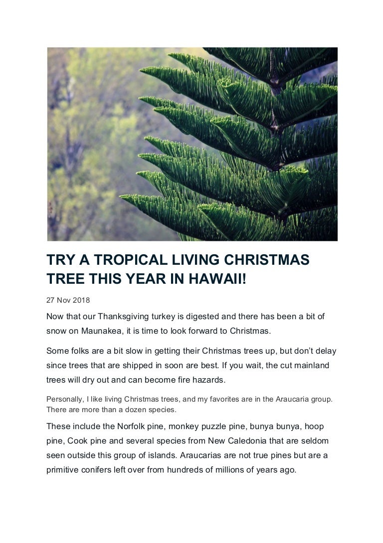 Try A Tropical Living Christmas Tree This Year In Hawaii
