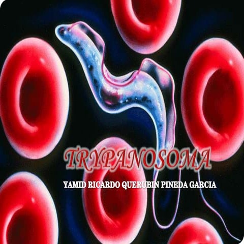Trypanosoma