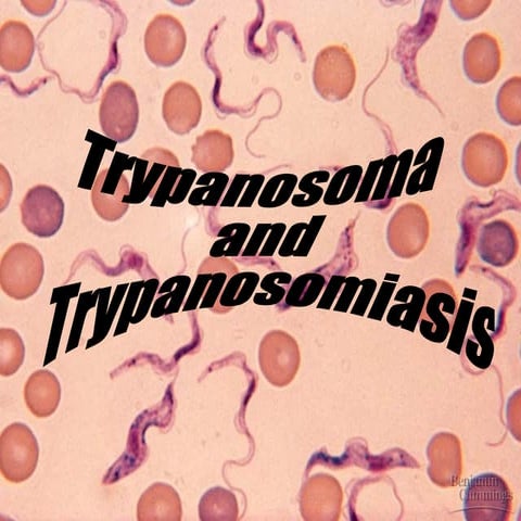 Trypanosoma
