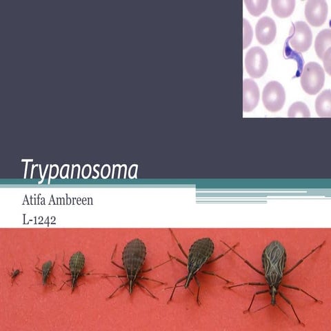 Trypanosoma