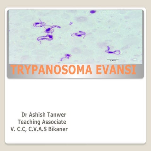 camel trypanosomaevansi-200831023154.pptx