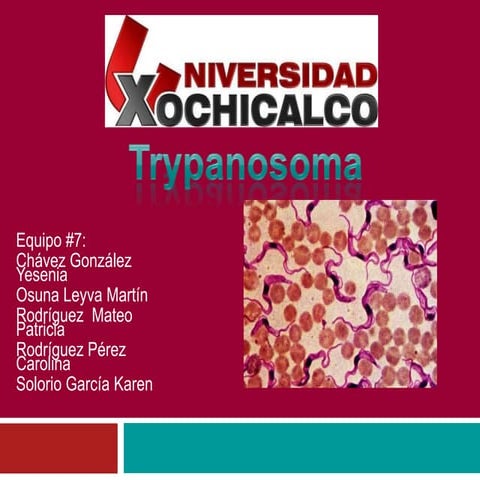 Trypanosoma expo