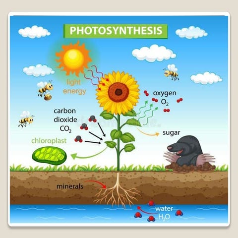 Chapter_12_Photosynthesis.pptx