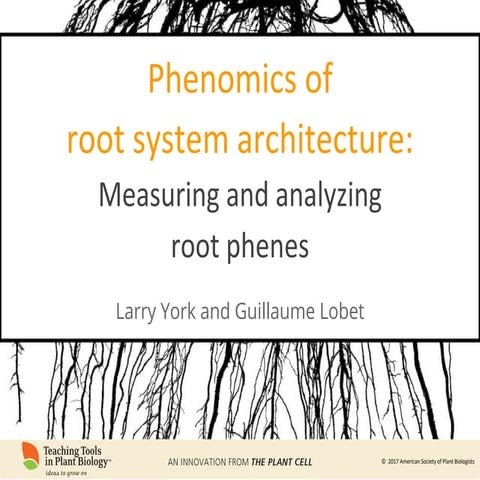 Phenomics of Root System Architecture: Measuring and Analyzing Root ...