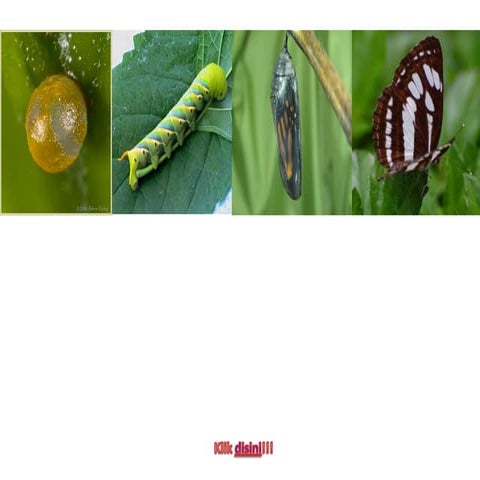 slideshow text running