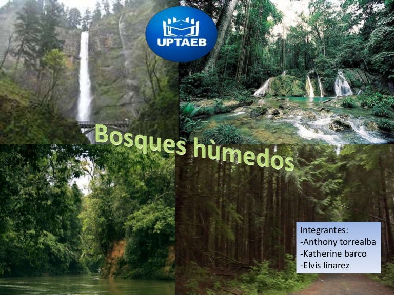 bosques humedos