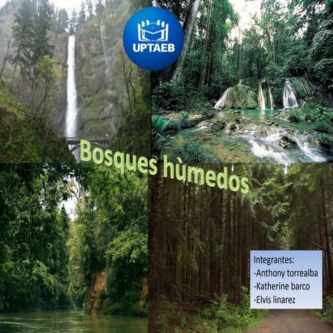 bosques humedos | PPTX