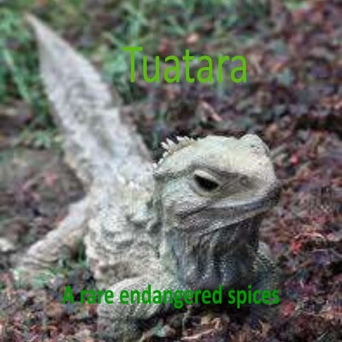 Tuatara by Lara