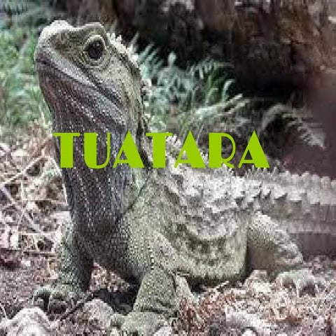 Tuatara by Brianna
