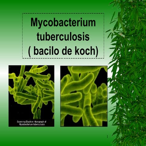 Tuberc | PPT