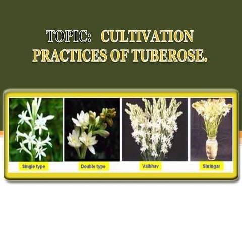 Tuberose
