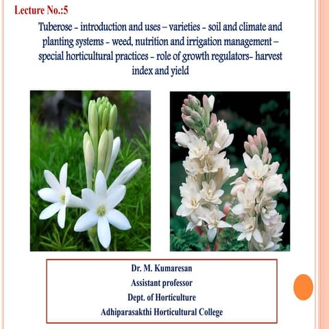 Tuberose.pptx