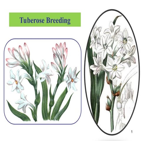 Tuberose breeding or Horticulture students.ppt