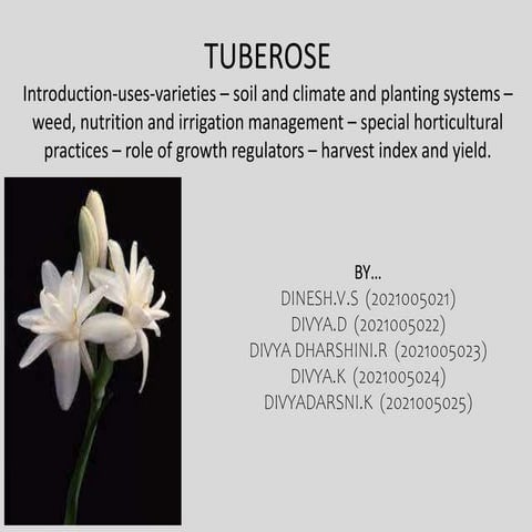 TUBEROSE FINAL PPT.pptx