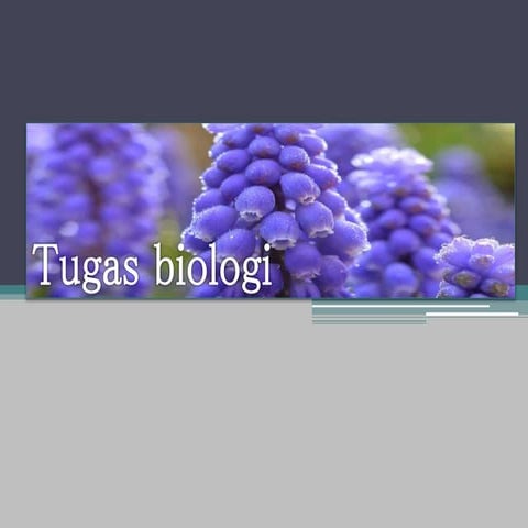 Tugas biologi perkembangbiak kecambah