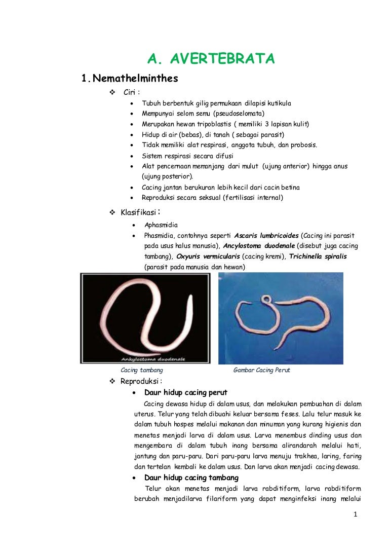 Biologi Animalia Kelas X