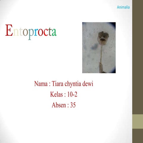 entoprocta filum | PPTX