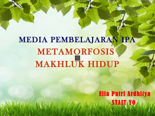 Metamorfosis katak