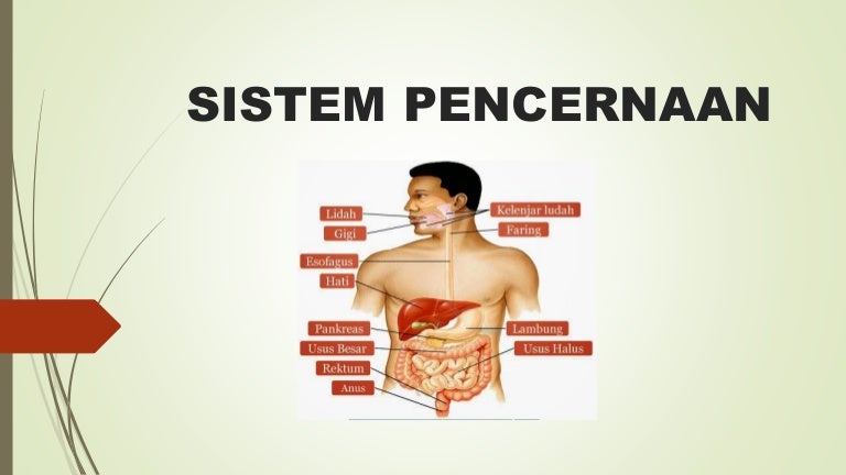 Sistem Pencernaan Sistem Pencernaan