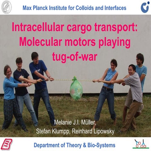 Intracellular cargo transport: Molecular motors playing tug-of-war