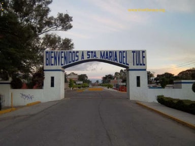 Árbol del Tule 2010 (2)