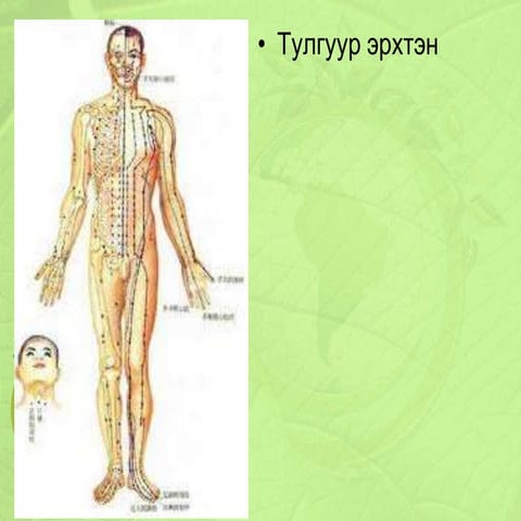 бөөрний бүтэц