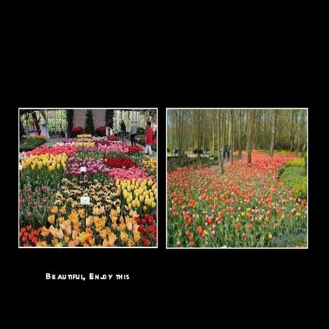 Tulipsof holland