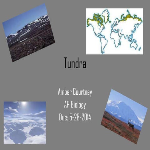 Tundra 1