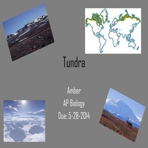 Tundra 1