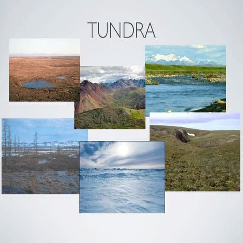 Tundra