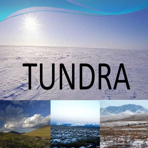Tundra