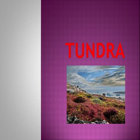 Tundra